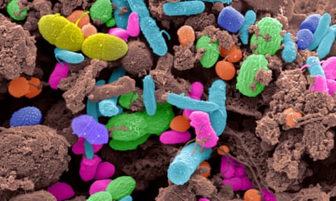 Faecal bacteria