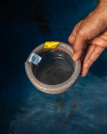 A hand holding a clear dish with a little creature in it