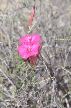 Ipomoea noemana, known to local communities in the high Andes of Peru
