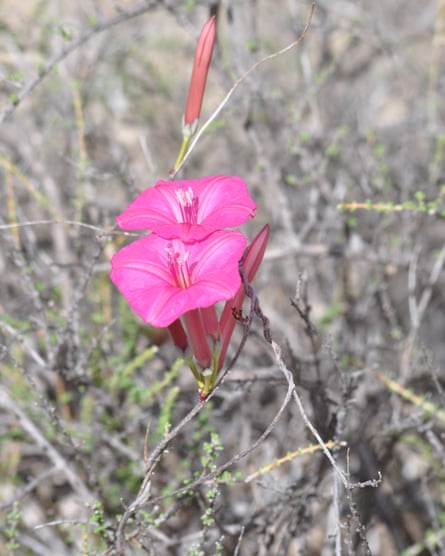 Ipomoea noemana, a morning glory plant found in Peru.