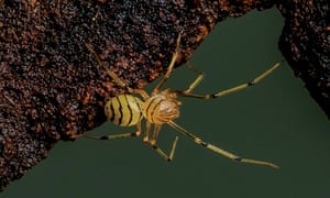 A male striped spitting spider from the Fish River Station in the Northern Territory.