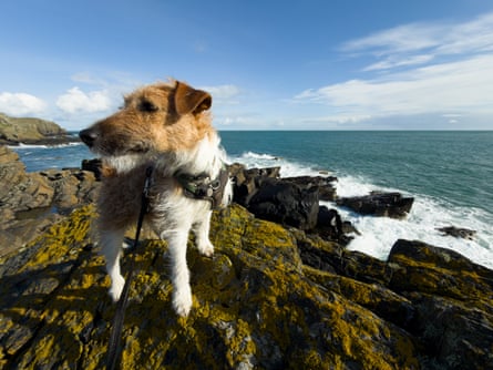 Kevin Rushby’s dog Stevie on the Isle of Man.