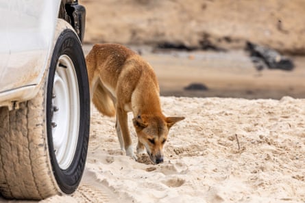 Dingo on K’gari behind wheel of 4WD looking for food dropped by tourists in the sand