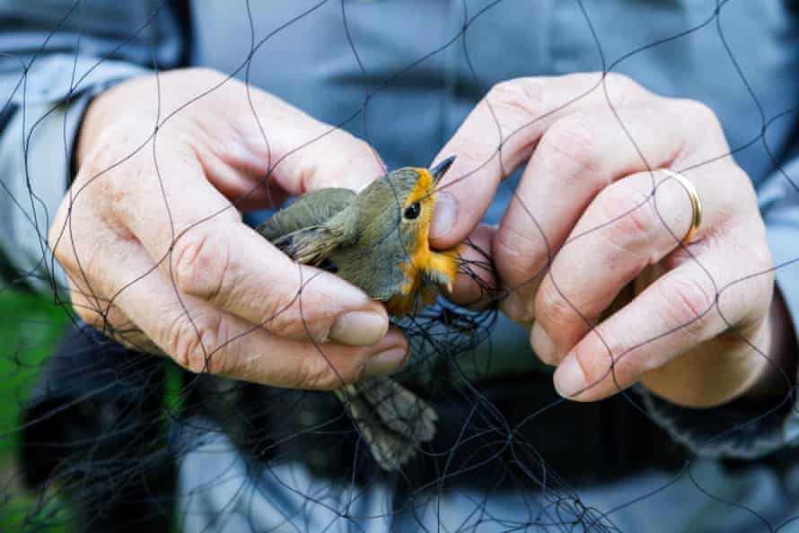 Un pettirosso viene liberato da una trappola da un membro del gruppo contro la macellazione degli uccelli