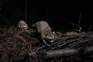 Raccoons crossing a beaver dam