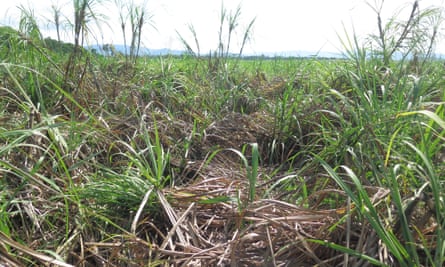 Sugarcane damaged by rats. Local producers say the mild wet season followed by a heavy crop created the ideal conditions for a population boom.