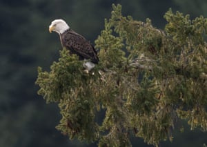 Oregon, USA bald eagle prepares to take flight from a large Douglas fir tree along the Umpqua River near Elkton in rural western Oregon.