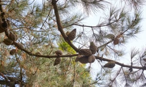 Detail of pine cones