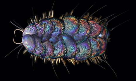 A close-up of Peinaleopolynoe orphanae, one of the species of hungry scale-worms that scientists named in 2020