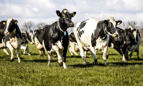 Dairy cows frolic as they enter the meadow in Baarn, Netherlands, 19 March 2021.