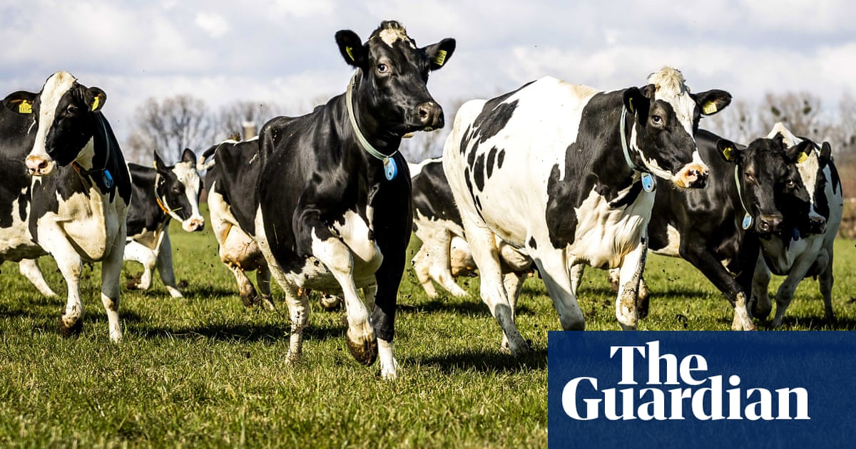 ‘They don’t belong in a concrete shed’ – cows still happiest outside