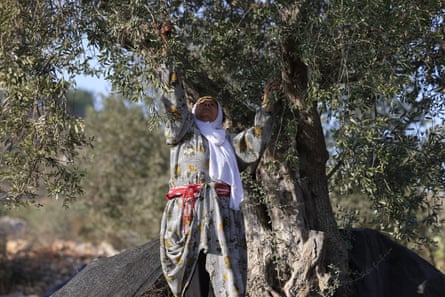 A farmer reaching up to the branches of an olive tree