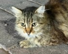 Thursday news quiz: Long-haul flights, changing lights and a lot of Turkish cats
