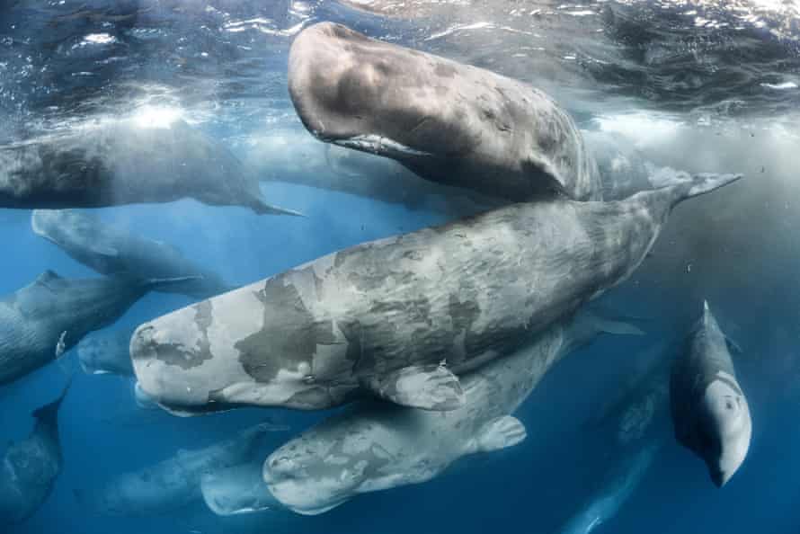 Whales have enormous potential carbon capture potential - increasing their ‘value’.