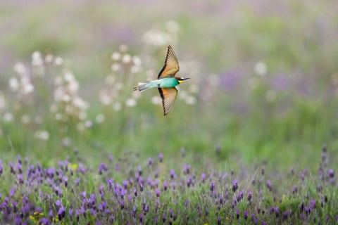 Um pássaro colorido sobrevoa flores silvestres.