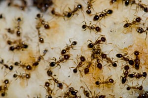 Argentine ants (Linepithema humile)