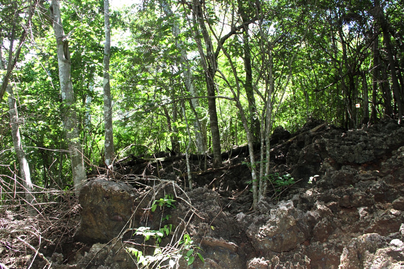 The jungle outside the Christmas Island detention centre is dominated by jagged rocks and steep declines. Fazel Chegeni’s body was found in this jungle after he escaped from the detention centre.
