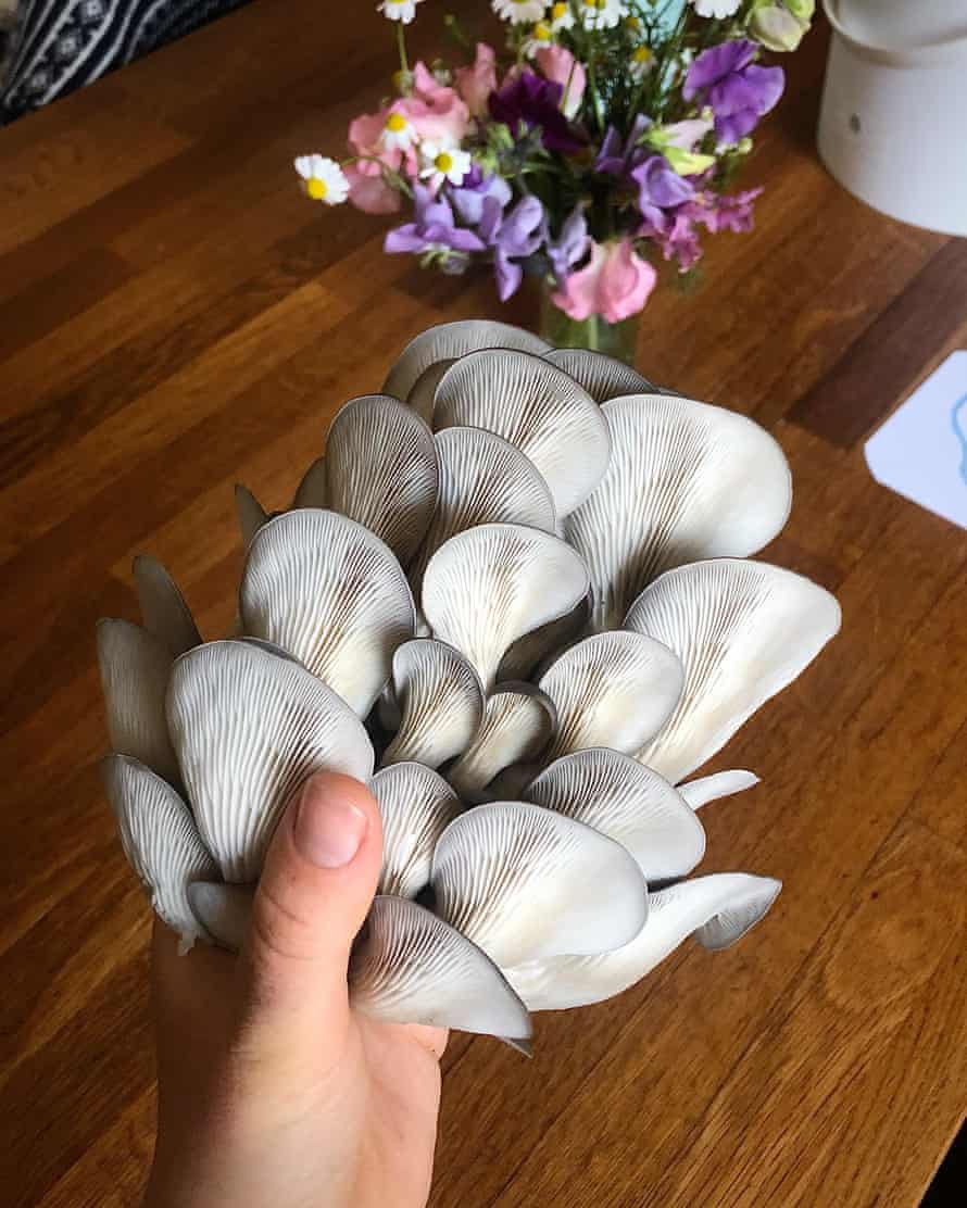 Jenn Xu holding some beautiful oyster mushrooms.