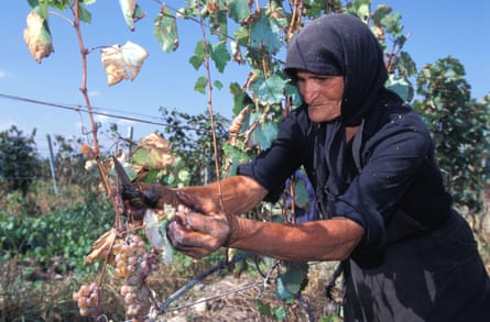 Elderly peasant woman picking grapes Kakheti Province Georgia