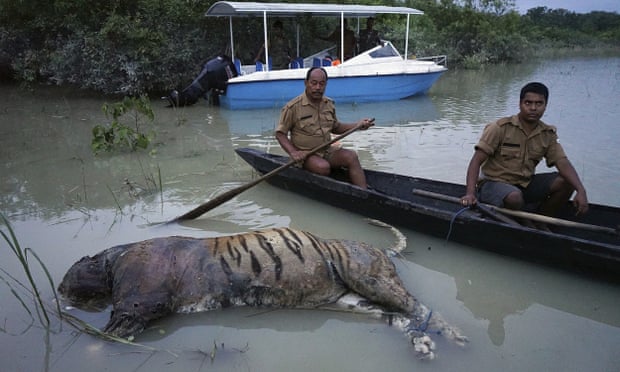 A tiger killed by floods in the north-eastern Indian state of Assam.
