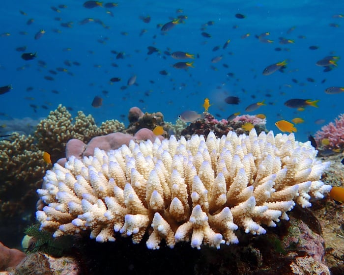 The Great Barrier Reef isn’t dead yet. According to News Corp that makes climate science a ‘pseudo-religion’ | Temperature Check