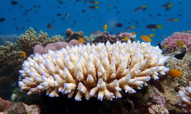 Extreme coral bleaching could spell worst summer on record for Great ...