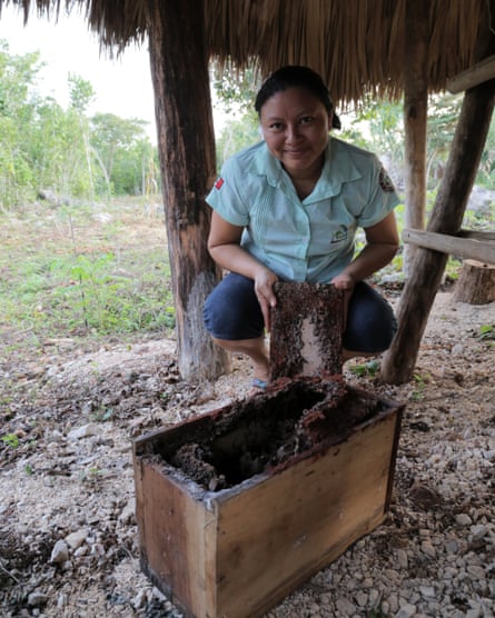 Stingless bees produce a highly prized honey in yucatan, Yucatan