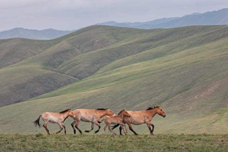 Two Przewalski’s mares running with their foals in Hustai national park.