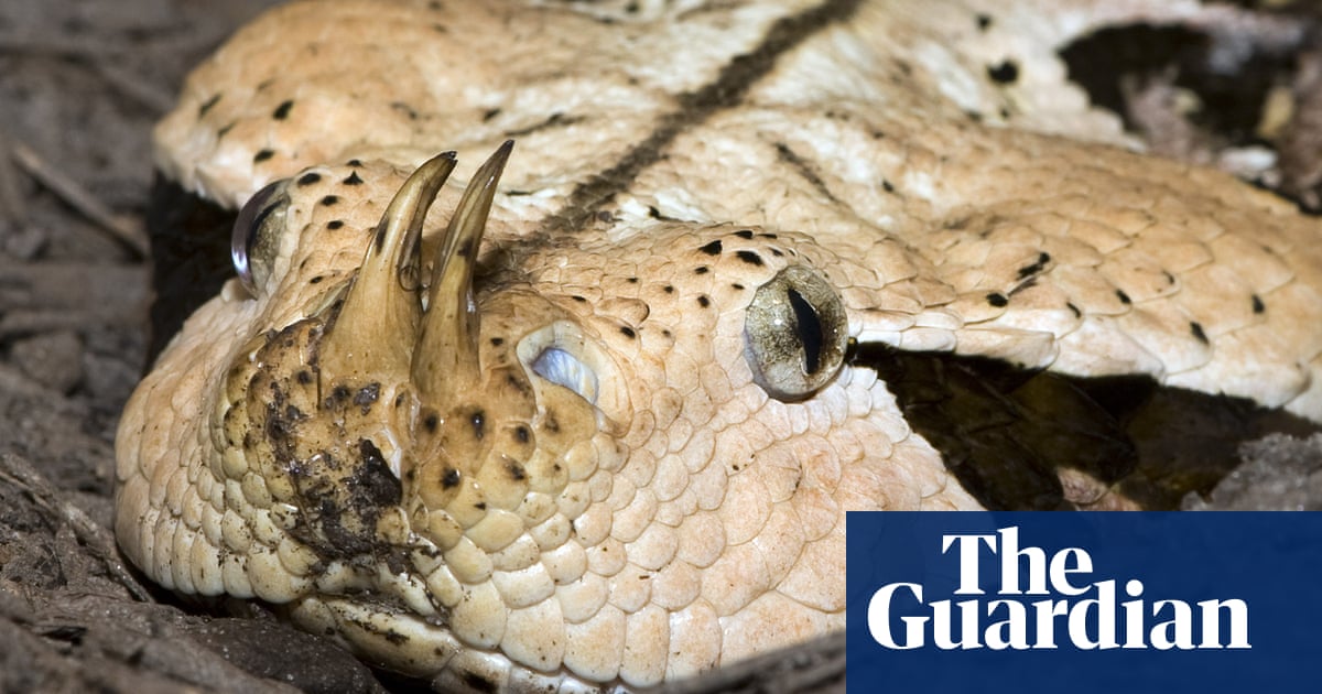 Venomous snakes likely to migrate en masse amid global heating, says study | Snakes
