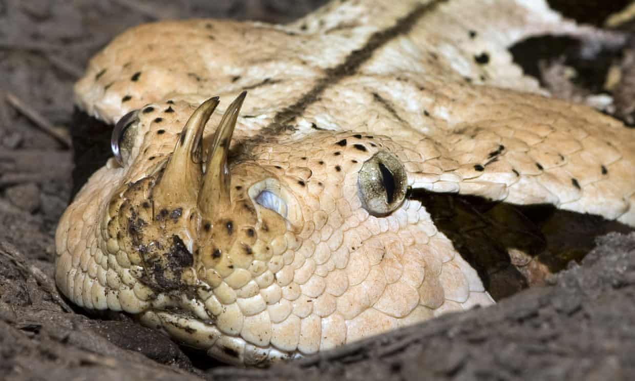 https://the guardian  venomous-snakes-migrate-global-heating-study#img-1 https://www.theguardian.com/environment/article/2024/may/03/venomous-snakes-migrate-global-heating-study#img-1