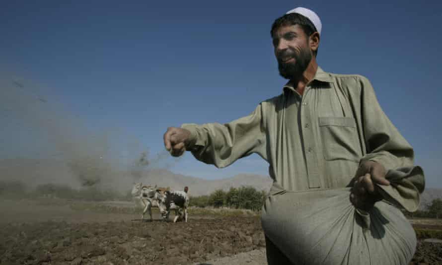 A farmer sowing poppy seeds in Nangarhar province, Afghanistan.