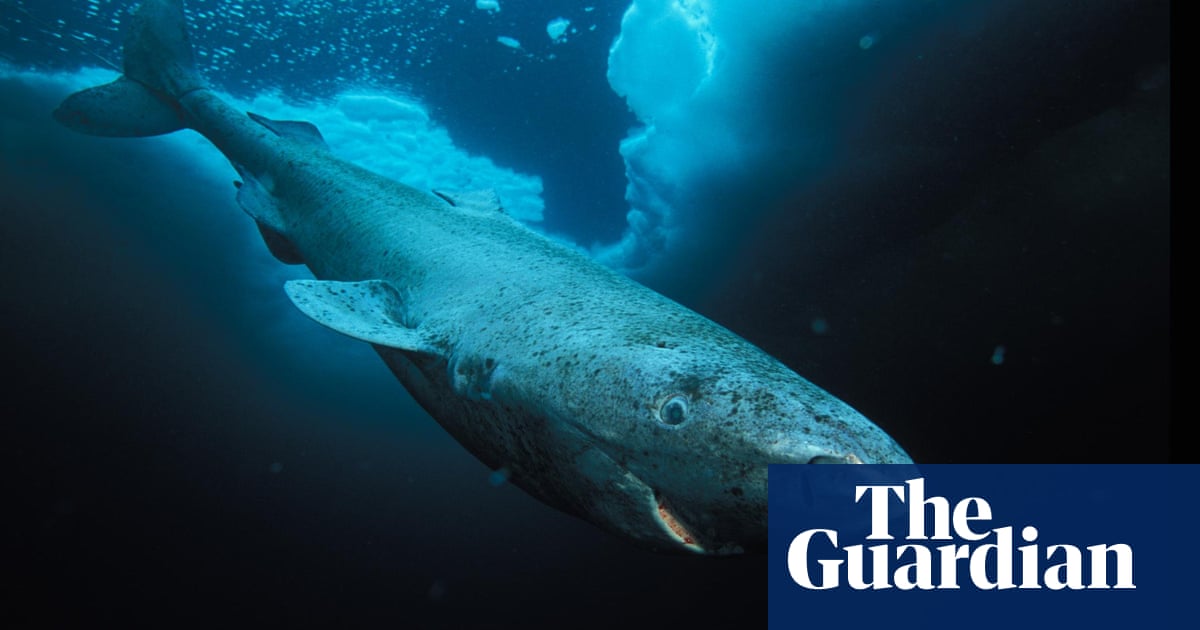 400-year-old Greenland shark is oldest vertebrate animal | Environment