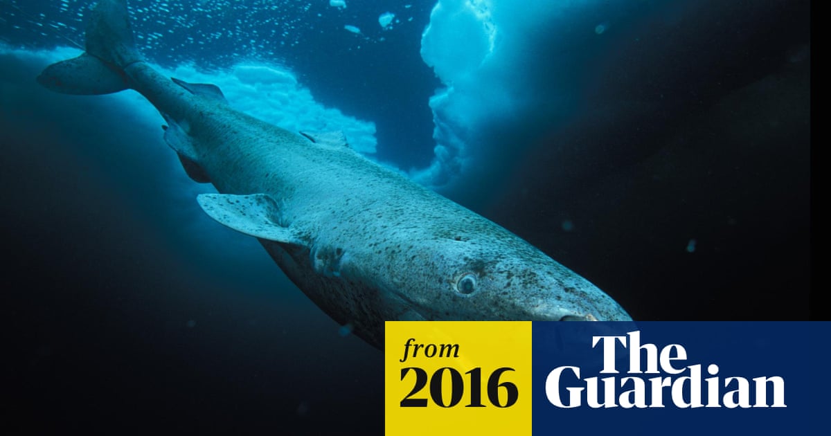 400-year-old Greenland shark is oldest vertebrate animal | Sharks | The