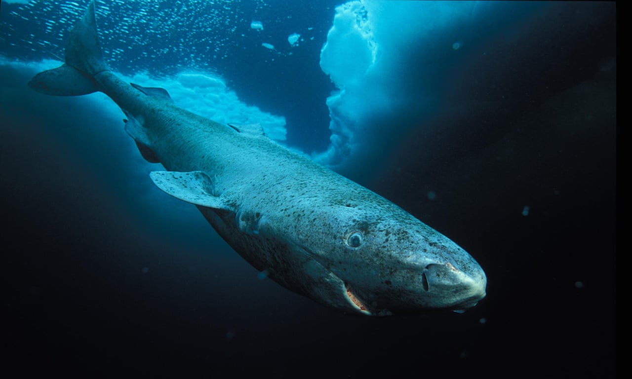 Greenland shark is longest-living vertebrate animal – video report |  Environment | The Guardian