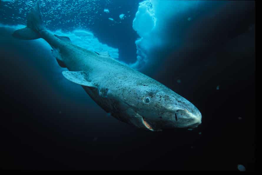 A Greenland shark in Nunavut, Canada.  The species live up to 2,600 meters below the surface of the Arctic and north Atlantic oceans.