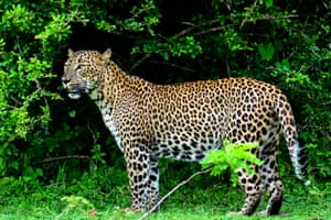 Um leopardo vagueia pelo Parque Nacional de Yala, Yala, Sri Lanka