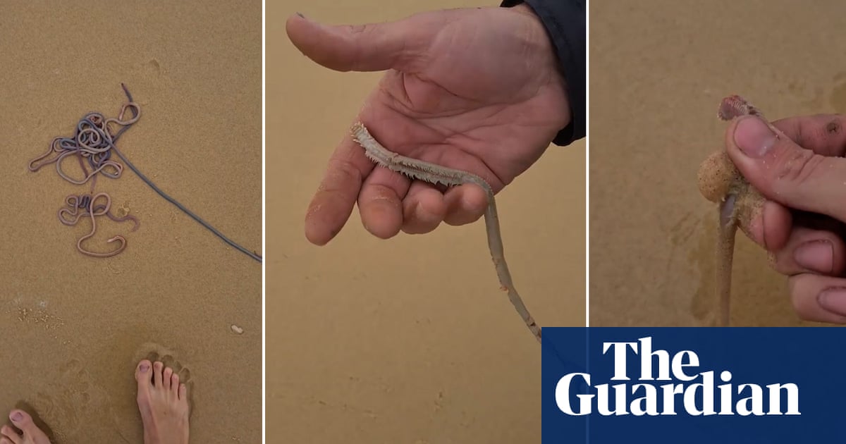 Aerial spraying blamed for dead marine life on NSW north coast beaches