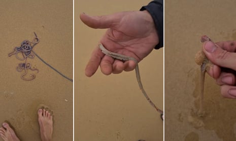 A video posted to social media shows Yagon Beach near Seal Rocks covered in dead beach worms