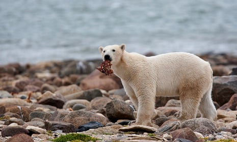 a polar bear on a rocky beach with meat in its mouth