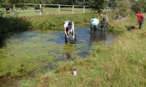 Volunteers rewild the Home Park water meadows at Hampton Court
