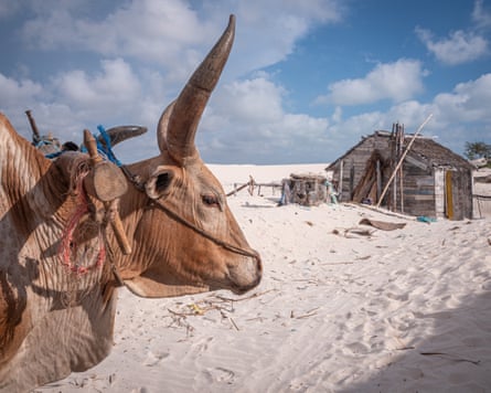Two cattle with large horns, humps and dewlaps yoked to a cart stand on a sandy beach with a hut in the background