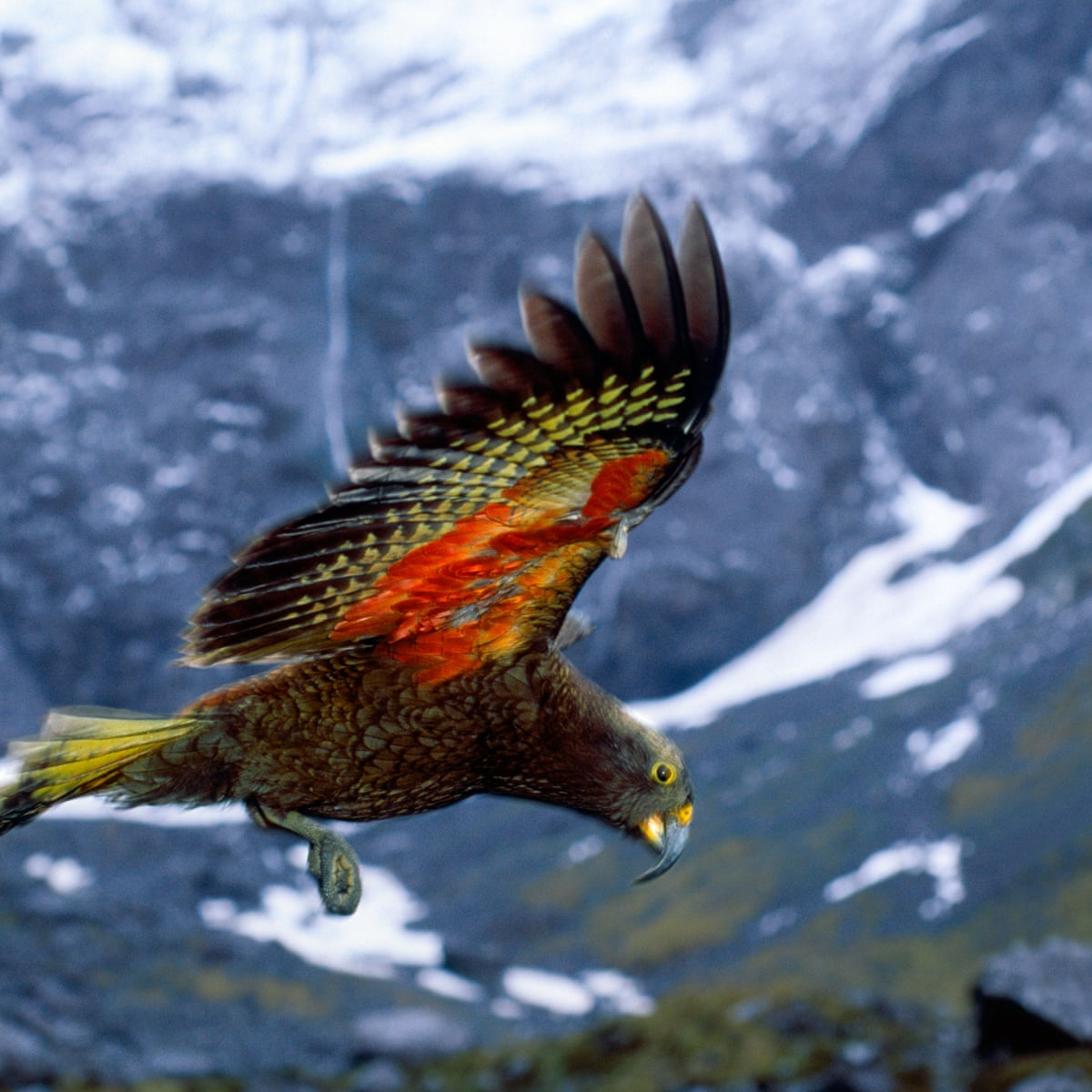 Kea