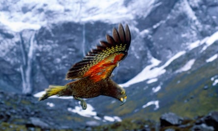 Kea the world’s only mountain parrot in flight.
