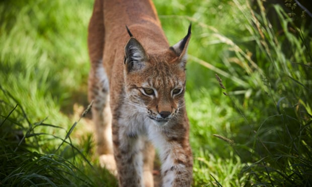 How Do You Catch A Lynx?': When Buying A Zoo Goes Horribly Wrong | Zoos |  The Guardian