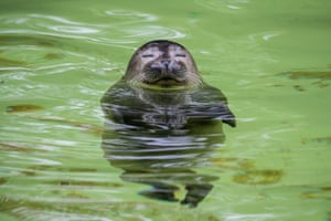 A seal relaxes in an enclosure at the zoo in Berlin