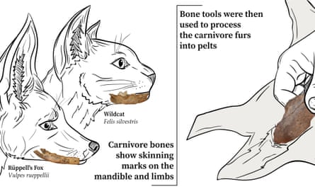 Diagram of bones found and how the tools would be used