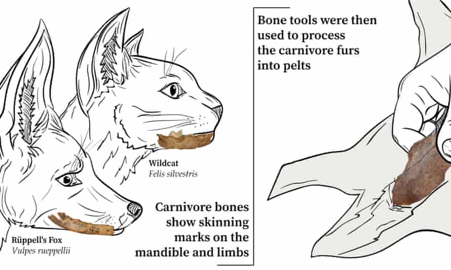 Diagram of bones found and how the tools would be used