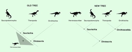 A fundamental shift in dinosaur relationships has been proposed with the new version (right) suggesting a different evolutionary history to the standard one (left)