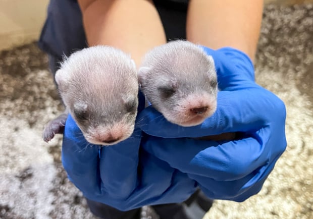Cloning Black-Footed Ferrets: Progress in Conservation or Playing with Nature? Cloning Black-Footed Ferrets: Progress in Conservation or Playing with Nature?