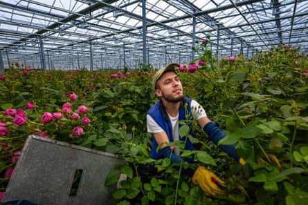 Petro Barash works in a flower production greenhouse on the outskirts of Kyiv that continued producing flowers throughout the war even when Russian forces closed in during the siege of Kyiv.